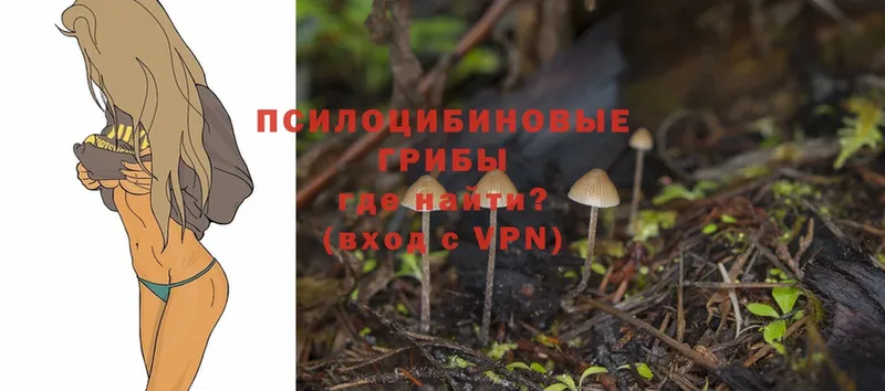 Псилоцибиновые грибы Psilocybe  Таганрог 